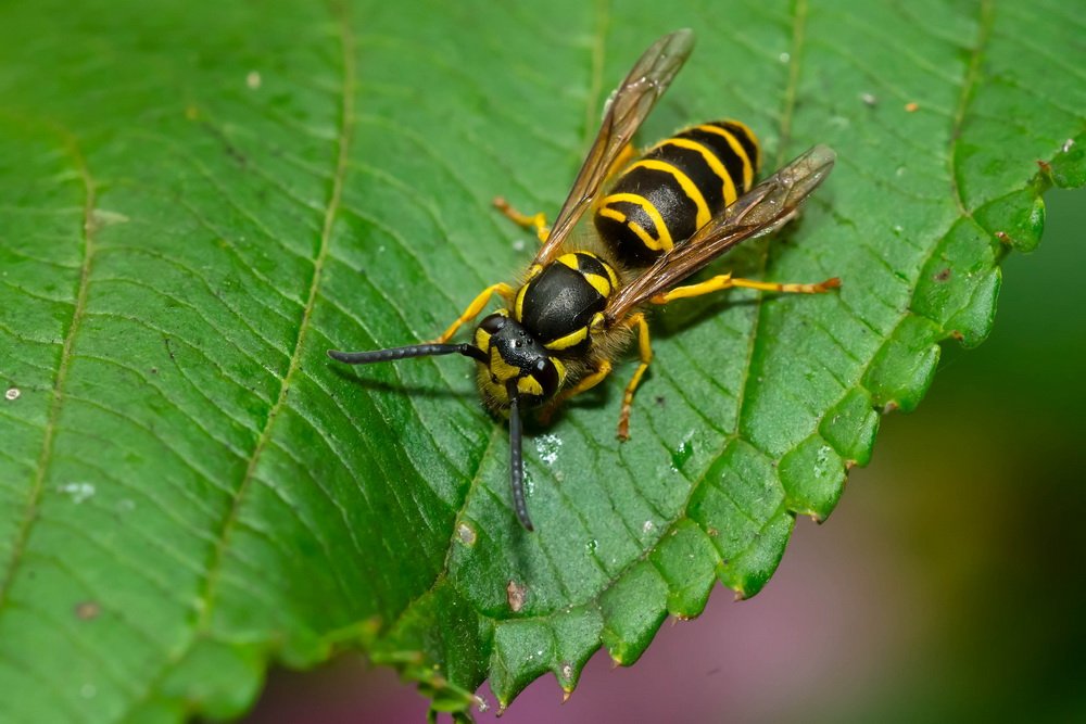 Yellow jackets